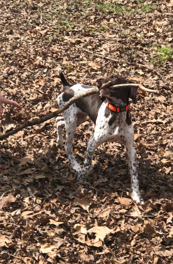 /images/uploads/southeast german shorthaired pointer rescue/segspcalendarcontest2019/entries/11791thumb.jpg